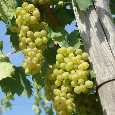 Gaestezimmer Duell Dettelbach